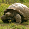 Ecuador and Galapagos