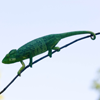 Andasibe-Mantadia National Park