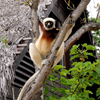 Ranomafana National Park