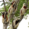 Lemurs of Madagascar – Private Guided Tour