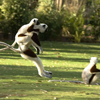 Lion and Lemur Wildlife Tour