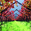 Franschhoek