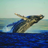 Hermanus