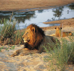 Kings Camp, Timbavati Nature Reserve