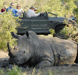 Kings Camp, Timbavati Nature Reserve