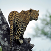 South Africa