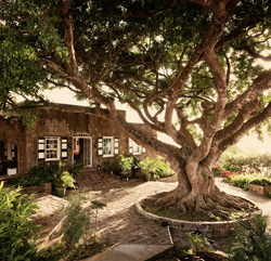 Montpelier Plantation, Nevis