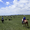New Haven Ranch
